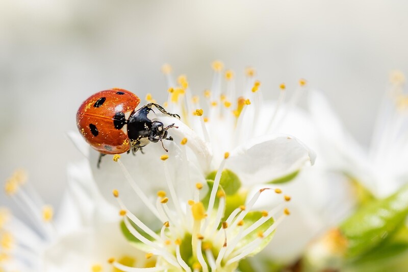 insect 4125852 1280