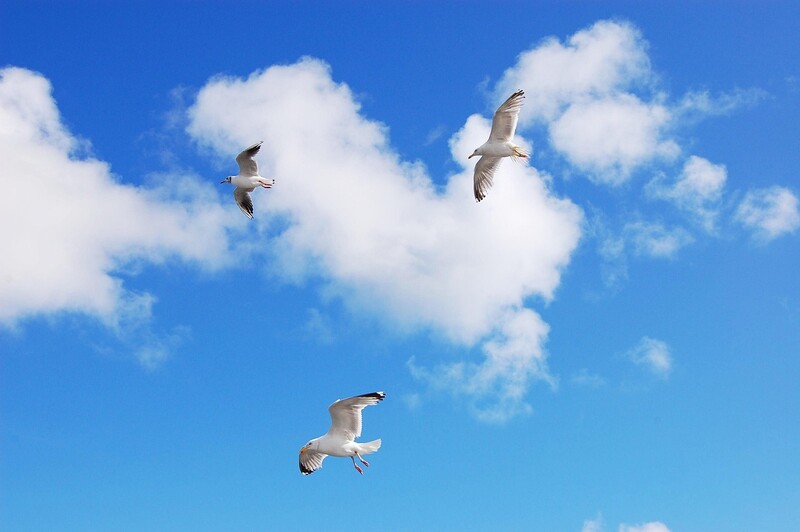 seagulls 2474125 1280